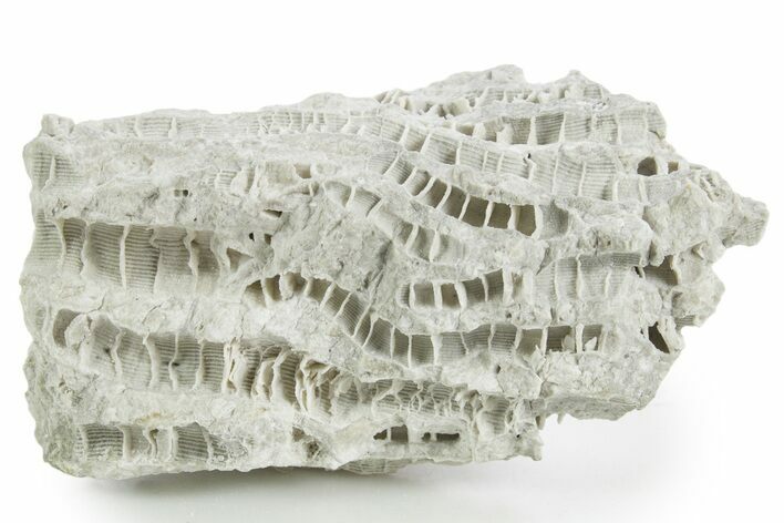 Silurian Dolostone w/ Sparkling Fossil Coral (Fletcheria) - Ohio #346069